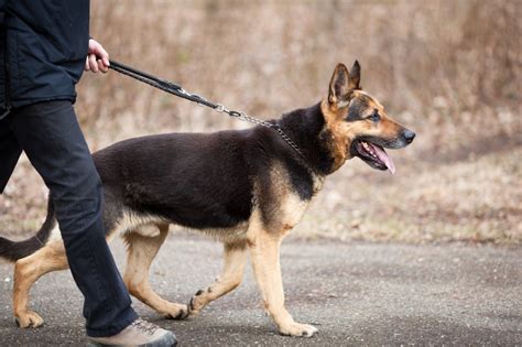 25 German Shepherd Training Commands German Shepherd Dog Hq