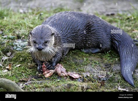 River otter eating Stock Photo - Alamy