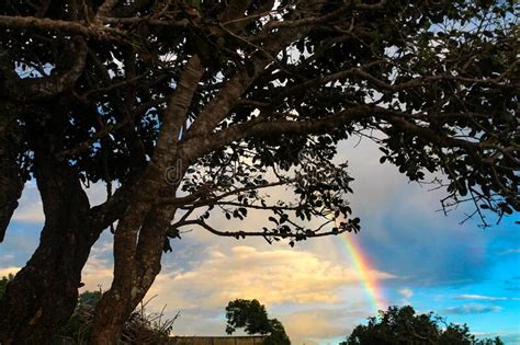 The View Of Beautiful Rainbow Between The Trees At Sunset Nusa Penida