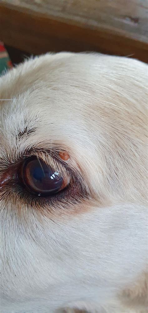 Whats This Protruding Lump On My Dogs Eyelid Only Just Noticed It