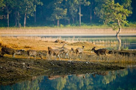 Pench National Park A Sanctuary In Madhya Pradesh National Parks