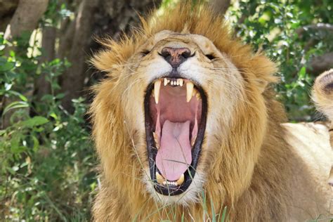 Maasai Farmers Kill Lions When Lion Attack Livestock