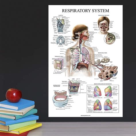 10 Pack Anatomical Poster Set Anatomy Posters Zohal