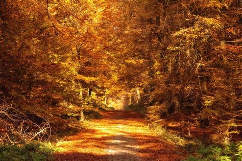 Forest Path Autumn Fall Leaves Mood Landscape Nature Trees