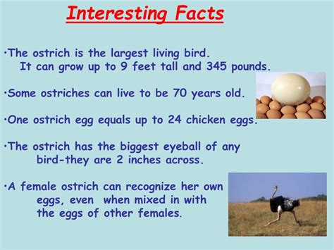 Ppt Ostrich Powerpoint Presentation Free Download Id3258463