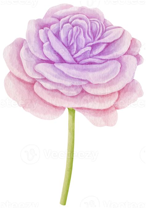 Purple Rose Flowers Watercolor Illustration 9787704 Png