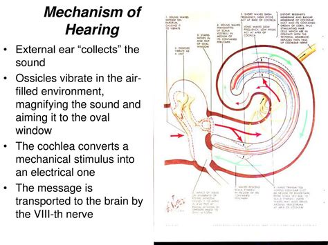 Ppt Anatomy And Physiology Of The External Ear Middle Ear And Inner