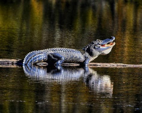 American Alligator Reflection Photograph By Ken Lawrence Fine Art America