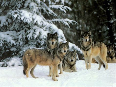 Wolf Hunting Group Wolves Photo 36367701 Fanpop
