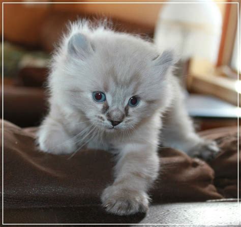 Breeding top quality highlander/highland lynx cats & american bully dogs. Chaton Highland Lynx Snow | Cat breeds, Cute animals, Cute ...