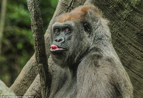 Gorilla At The Bronx Zoo Pulls Funny Faces And Sticks Its Tongue Out