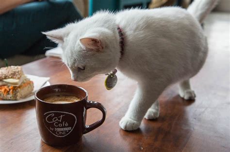 I've reviewed many cat cafes over the years from the perspective as a cat expert and adoption advocate, and kept close watch of the trends by consulting. PurinaOne Opens First Pop Up Cat Cafe In New York City ...