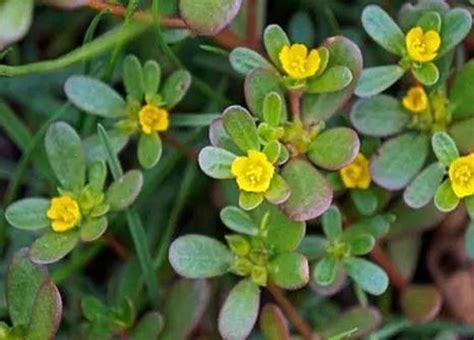 What Is The Difference Between Portulaca Extract And Fake Purslane
