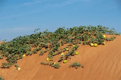 Desert Squash Citrullus Colocynthis Handhal Bush On Sand Dunes Hill