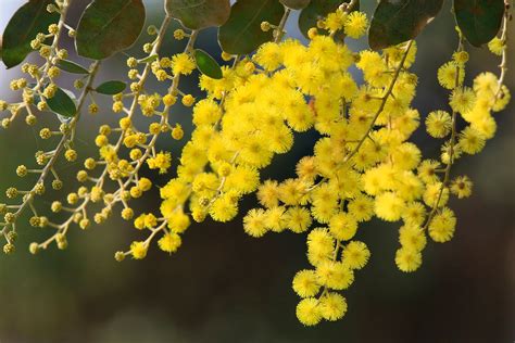 Australian Native Plants The Essential Guide Better Homes And Gardens