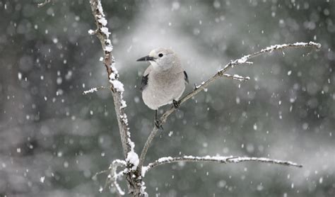 How Birds Survive Winter And How We Can Help Lone Star Farm And Home