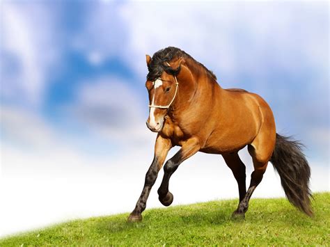 Brown Horse Wallpapers Top Free Brown Horse Backgrounds Wallpaperaccess