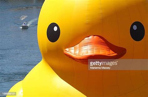 Giant Rubber Duck Photos And Premium High Res Pictures Getty Images