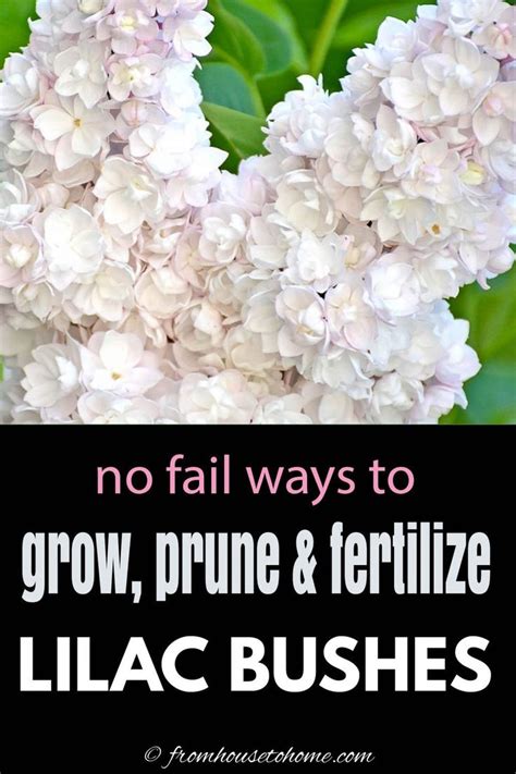 How To Grow Lilacs Springs Most Fragrant Flower Lilac Bushes Lilac