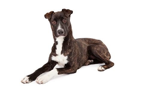 The Mountain Cur Dog Breed Doggiefetch