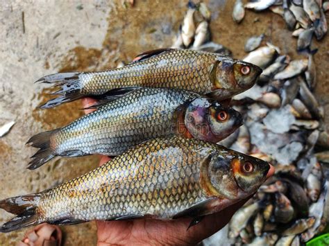 Freshly Harvested Rohu Carp Labeo Rohita Fish From Farm Pond In Hand In