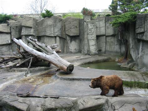 Cleveland Zoo 2003 Grizzly Bear Exhibit In The Northern Trek Zoochat