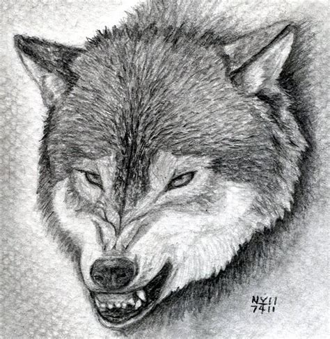 Sketch Snarling Wolf Drawing Wolf Bolt Emblem Mascot Head Silhouette