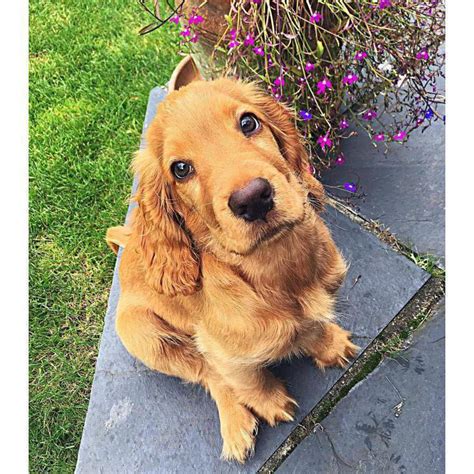 Looking for a cocker spaniel puppy or dog in california? Cocker Spaniel Puppies for Sale Los Angeles in ...