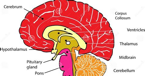 Midsagittal Section Of The Brain Diagram Ajor Png