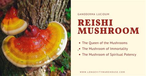 Mushroom Names - All Mushroom Info