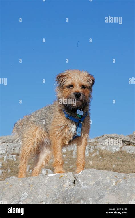 Blue Border Terrier Hi Res Stock Photography And Images Alamy