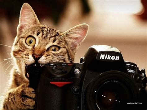Cat With Camera Cat Biting Cats Funny Cat Pictures