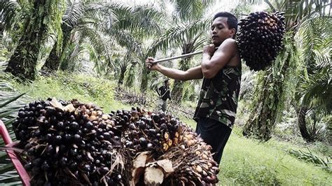 Palm oil (from the african palm oil, elaeis guineensis) can be traced back to more than 5000 years ago. Malaysia concerned about Indian palm oil import cut