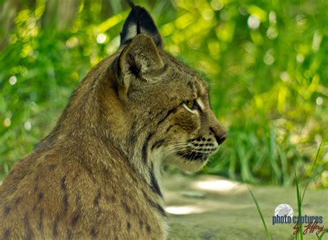 photo captures by jeffery big cats eurasian lynx side profile