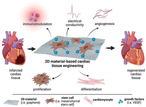 Frontiers 2d Materials For Cardiac Tissue Repair And Regeneration