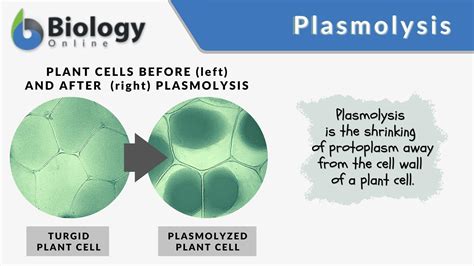 Plasmolysis Definition And Examples Biology Online Dictionary