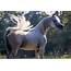 Al Zarif LDA « LD Arabians – Straight Egyptian Arabian Horses For Sale