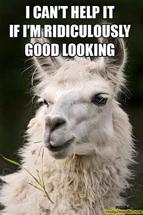 Funny Lama Memes Found On The Internet Funny Animals Llama Pictures