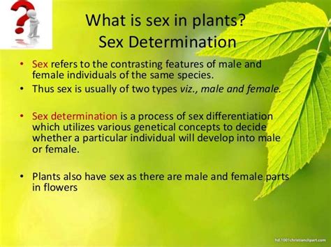 Sex Determination In Plants
