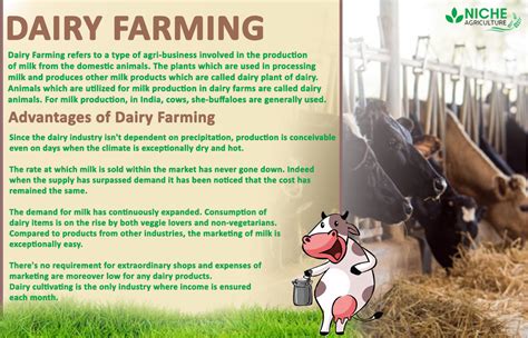 Dairy Farming In India Its Advantages And Production Niche Agriculture
