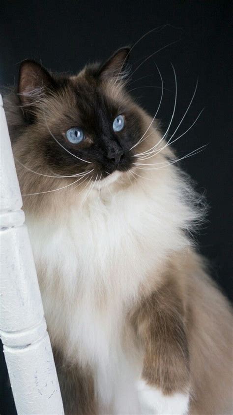 Bailey Ragdoll Cat Seal Point Mitted Cachorros Adorables Imagenes