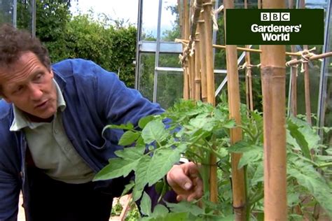 How To Train Cordon Tomatoes Video Bbc Gardeners World Magazine
