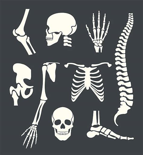 Human Skeleton Svg Vector Human Skeleton Clip Art Svg Clipart Images