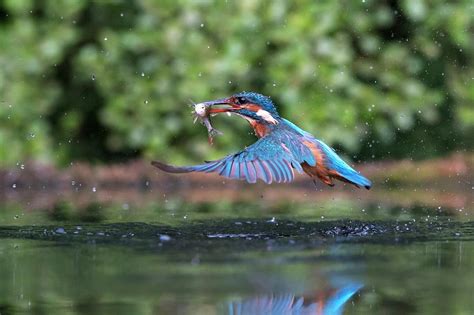 Common Kingfisher Catching A Fish Photograph By Dr P Marazzi Pixels