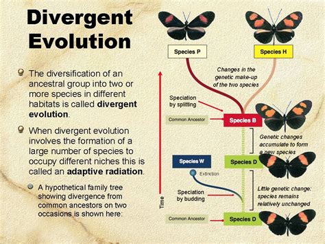 Convergent Evolution Not All Similarity Is Inherited From