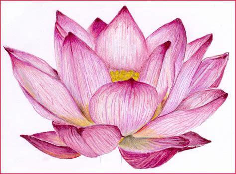 How To Draw A Lotus Flower Realistic