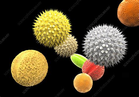 Pollen Grains From Different Plants Illustration Stock Image F020