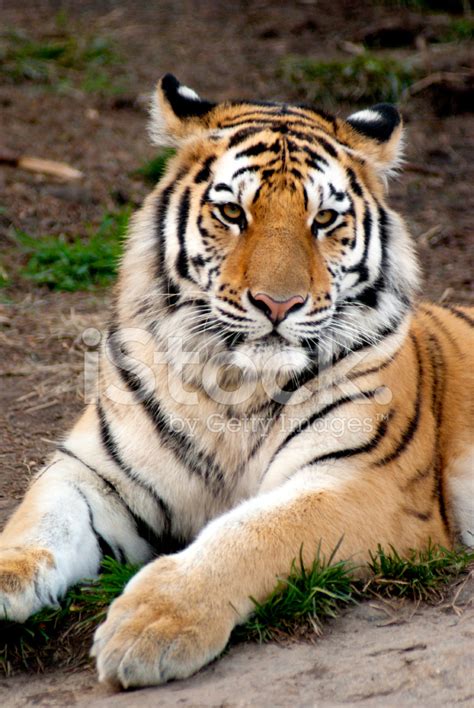 Siberian Tiger Panthera Tigris Altaica Stock Photo Royalty Free