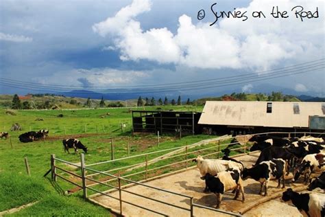 There are 18 farmhouses, each having the capacity to hold 30. Sunnies on the Road: Desa Cattle (Sabah) Sdn Bhd
