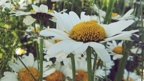 Wallpaper Id 25544 Daisies Flower Field Summer 4k Free Download